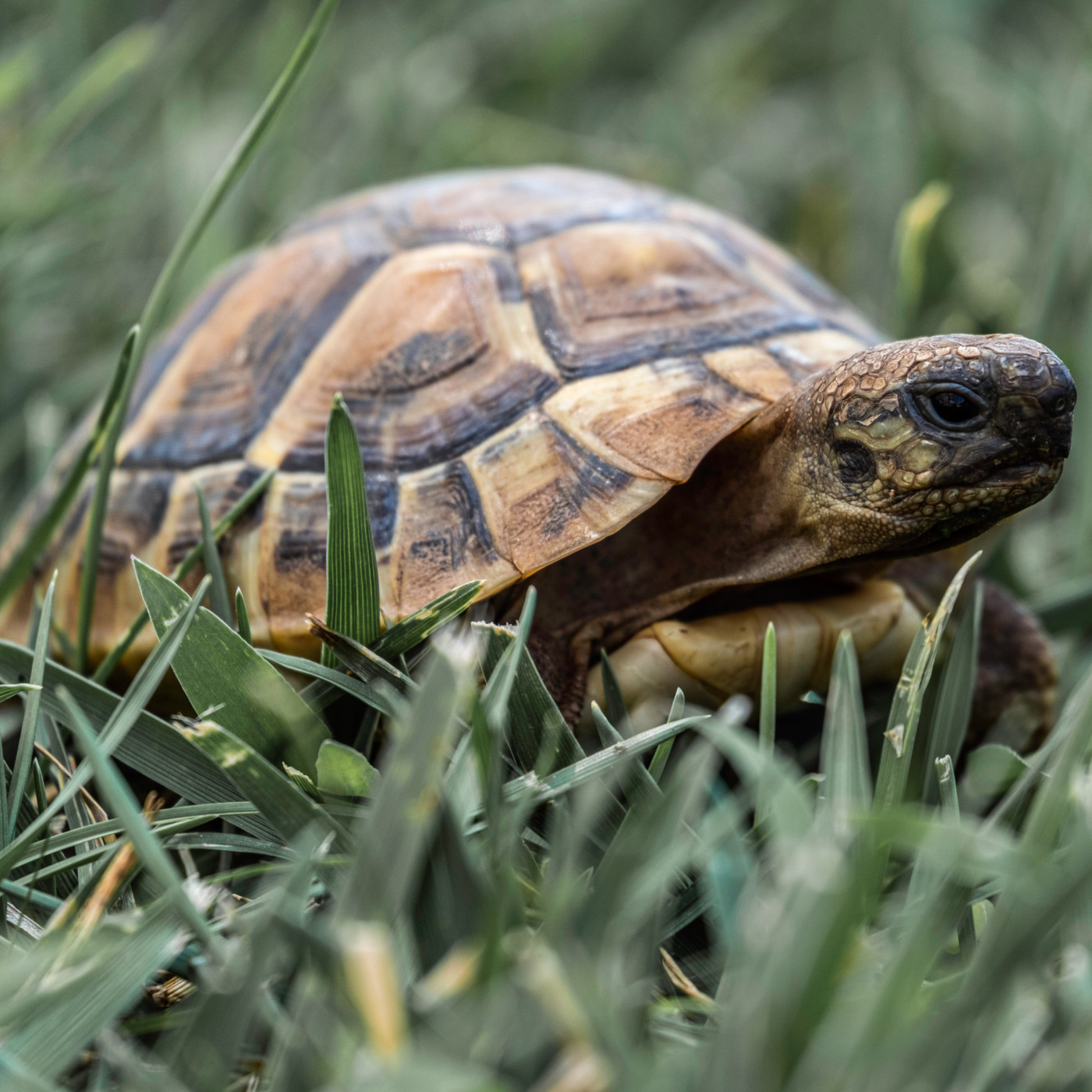 WILD - PODCAST ANIMALIER #0 - TEASER PRESENTATION EMISSION