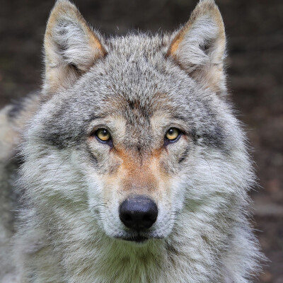 Les loups et les lynx • La cigogne engagée #13 cover