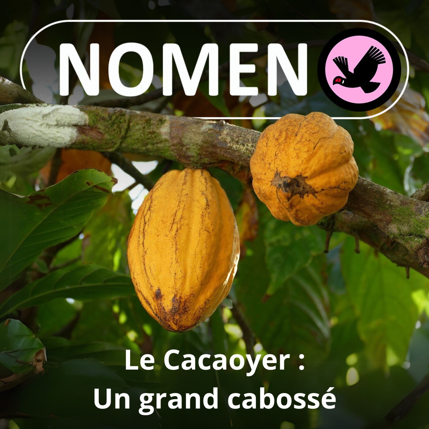 SPÉCIAL CACAOYER : Le Cacaoyer bonnes gens !