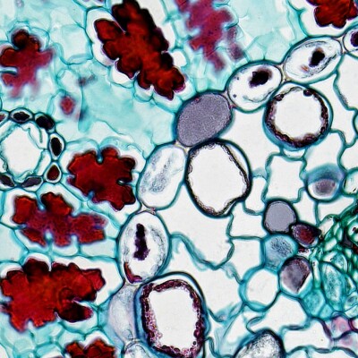 1/4 Énergie métabolique et santé optimale: Casey Means cover