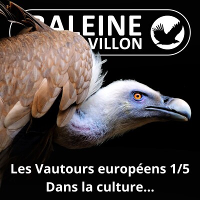 S04E38 Vautours européens 1/5 : Pour enfin (re)connaître les 4 espèces de France ! (Antoine Adam) cover