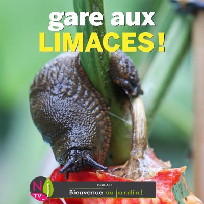 LE DOSSIER: ASTUCES ET SOLUTIONS POUR GÉRER LES LIMACES cover