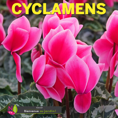 LE DOSSIER: DES CYCLAMENS POUR LA MAISON ET POUR LE JARDIN cover