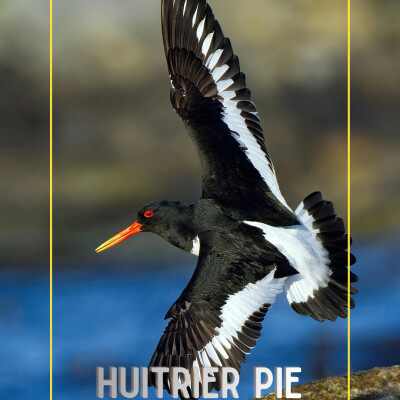 L’Huîtrier pie : le génie des estrans pris au piège de sa perfection ? cover