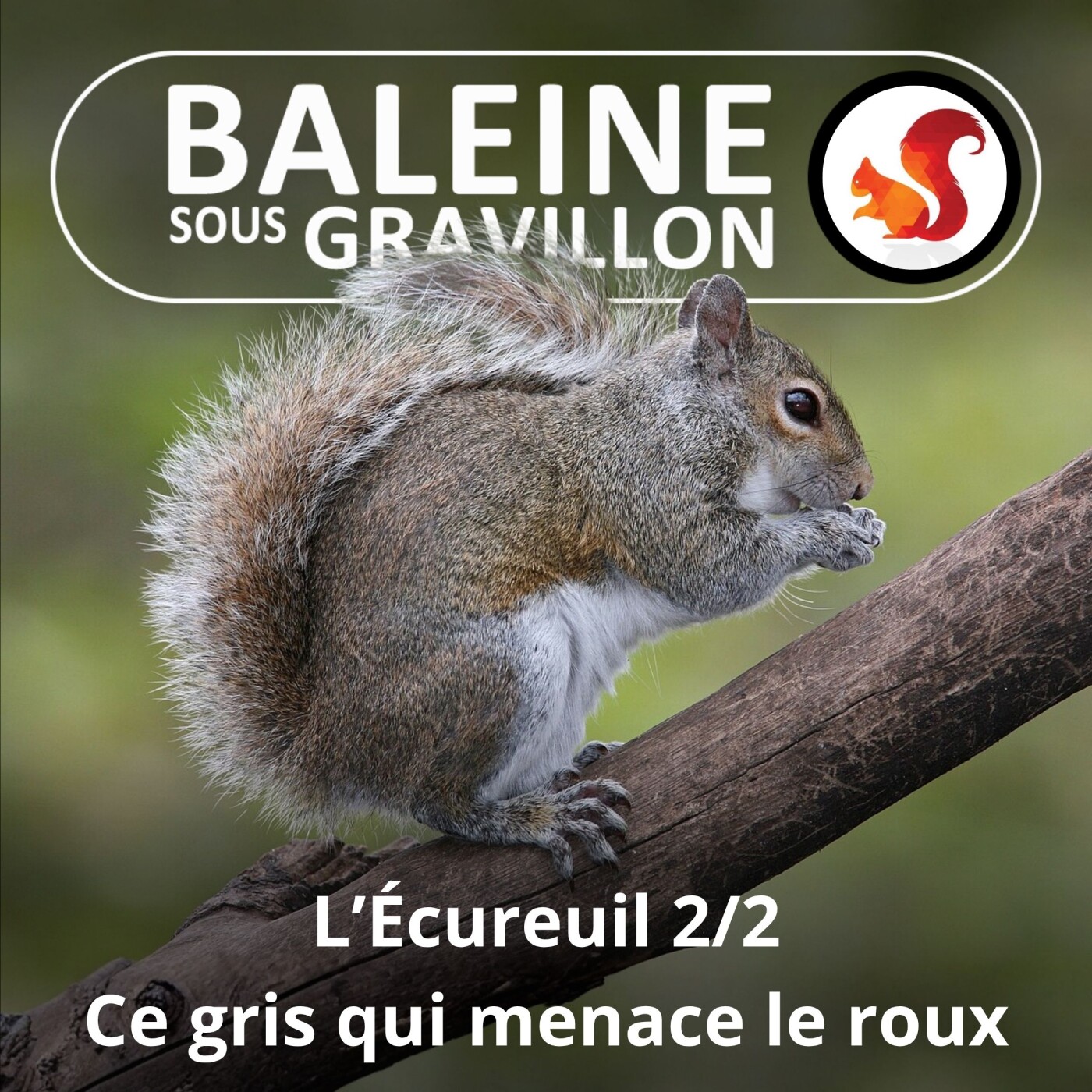 BEST OF D'ÉTÉ #16 L'Écureuil 2/2 : Quand le Gris invasif menace le roux local episode artwork
