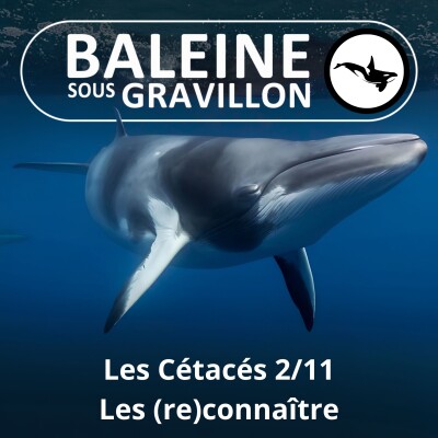 S03E59 Les Cétacés 2 : Quelques bases essentielles cover