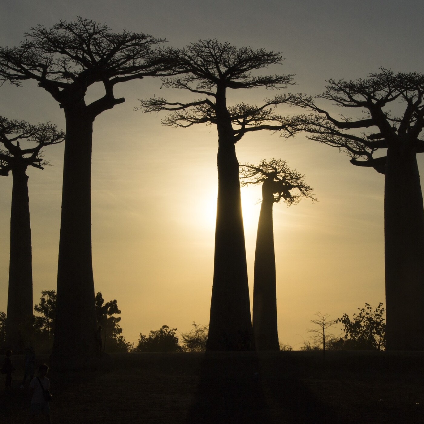 S03E22 Replanter la forêt à Madagascar 2/4 : Du Baobab à l'Arbre du voyageur, les "arbres rois" (Romain Cogne, Planète Urgence)