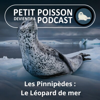 S05E41 Les Pinnipèdes : Le Léopard de mer, un fauve sanguinaire ? cover