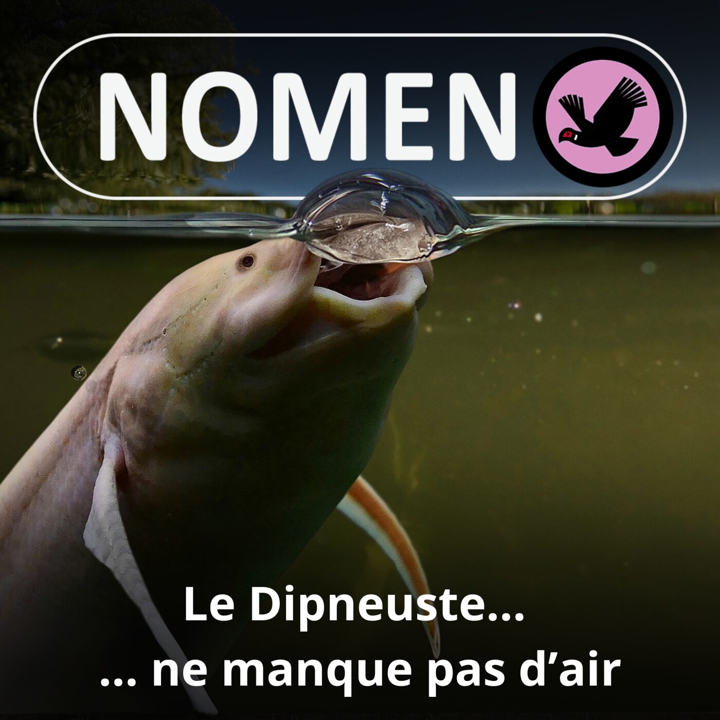 S05E47 Le Dipneuste : Un poisson qui ne manque pas d'air