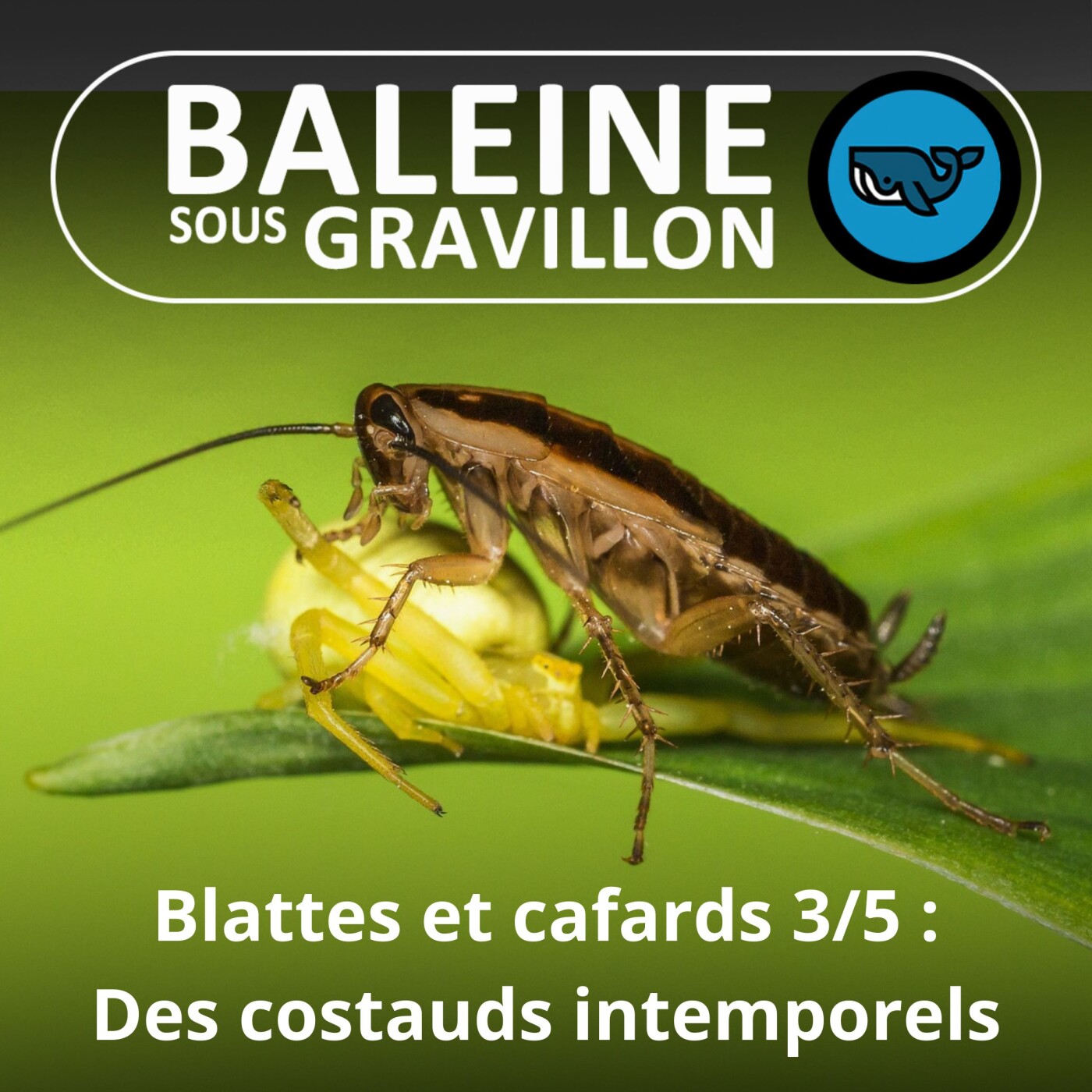 S05E19 Blattes et Cafards 3/5 : Des costauds qui ont traversé le temps... (Philippe Grandcolas)