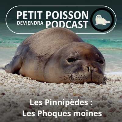 S05E43 Les Pinnipèdes : Les Phoques moines, 2 en danger, 1 éteint cover