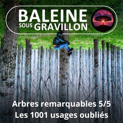 S05E65 Arbres remarquables 5/5 : Les 1000 usages oubliés d'autrefois (Georges Feterman) cover