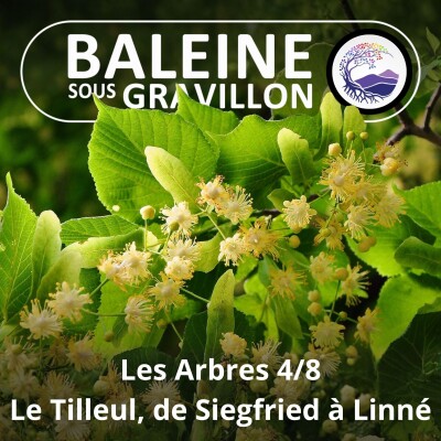 S03E83 Les Arbres 4/8 : Vous prendrez bien un p'tit tilleul ? (Ernst Zürcher) cover