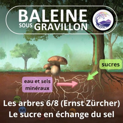 S03E85 Les arbres 6/8 : "Passe moi le sucre, je te donne le sel !" (Ernst Zürcher) cover