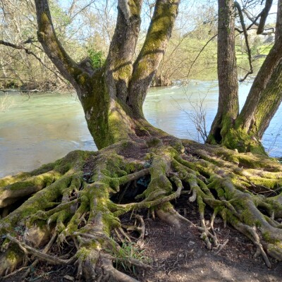 Tant qu'il y aura des Arbres S01E19 – Marc Buergo cover