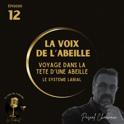 #12 - Voyage dans la tête d'une abeille épisode 3 cover