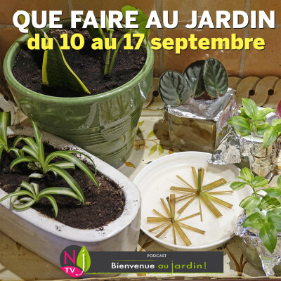 QUE FAIRE DANS LE JARDIN DU 10 au 17 SEPTEMBRE ? cover