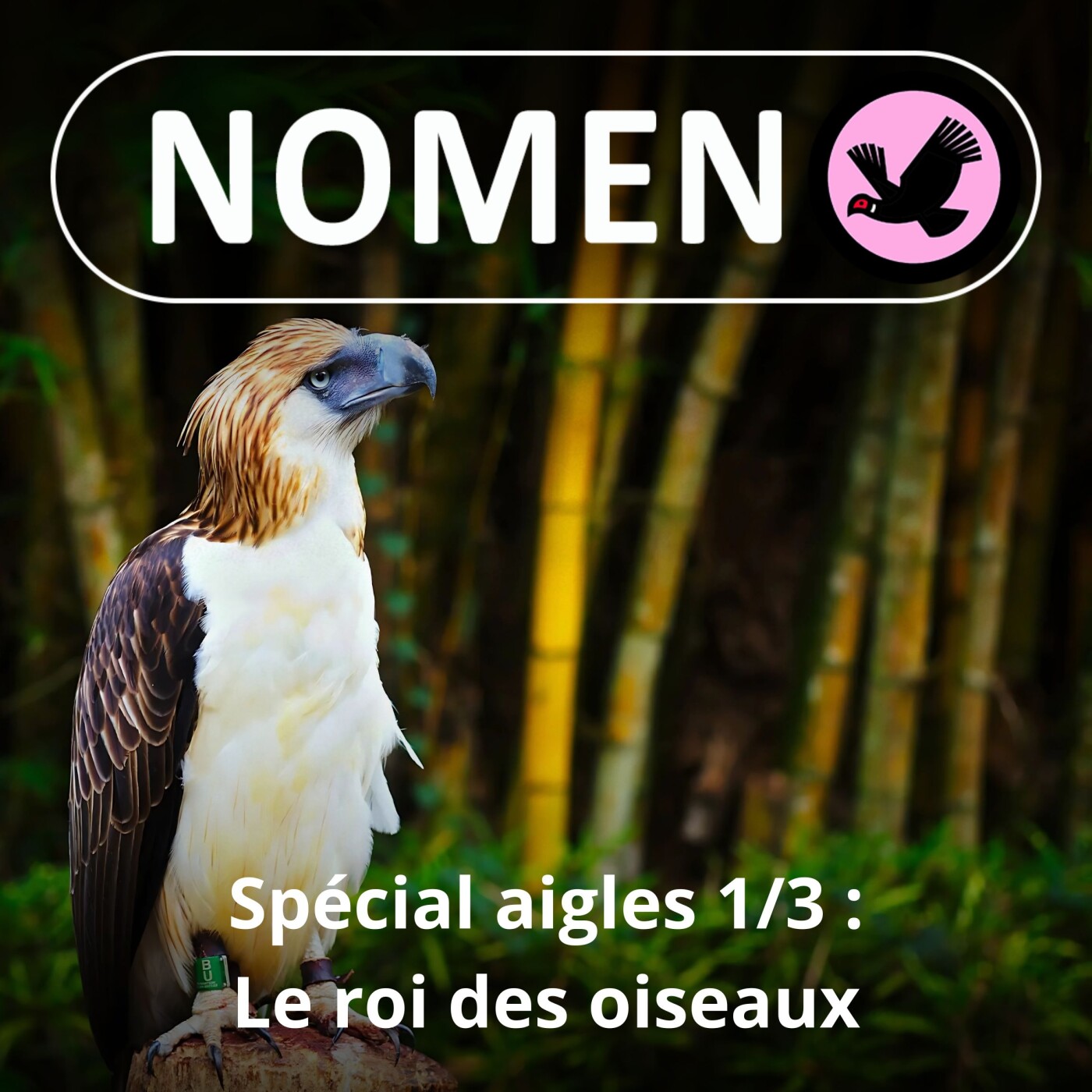 SPÉCIAL Aigles 1/3 : Le roi des oiseaux