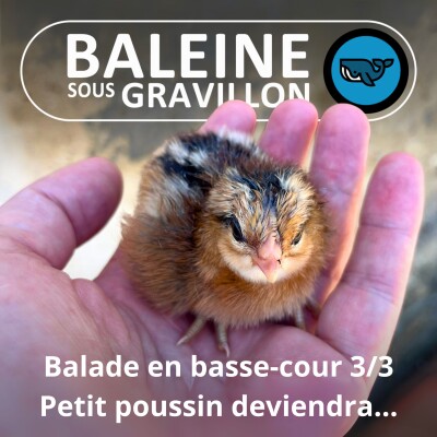 S07E81 Balade en basse-cour 3/3 : Petit poussin deviendra Poule (Rémi Dupouy) cover