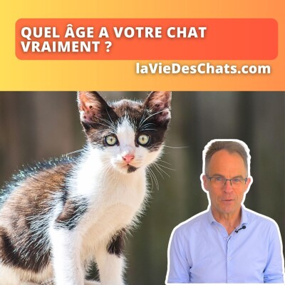 Quel âge a votre chat vraiment ? Quizz détecteur cover