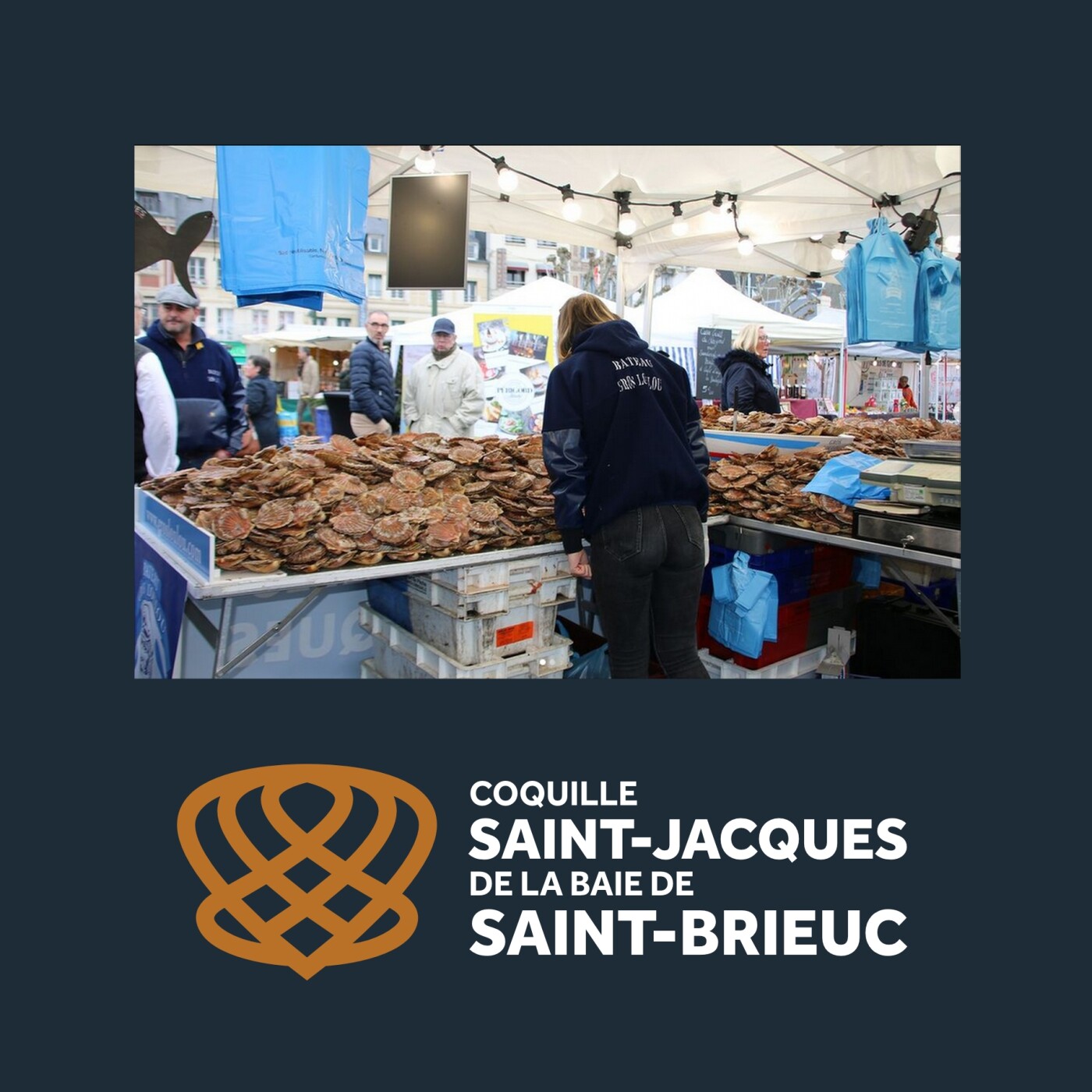 Coquille Saint-Jacques de la baie de Saint-Brieuc : bretonne au caractère bien trempé
