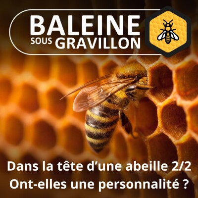 Dans le cerveau d'une abeille 2/2 : a-t-elle une conscience, une personnalité ? (Martin Giurfa) cover