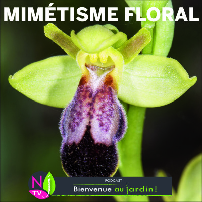 HISTOIRES BOTANIQUES: LE MIMÉTISME VÉTÉTAL cover