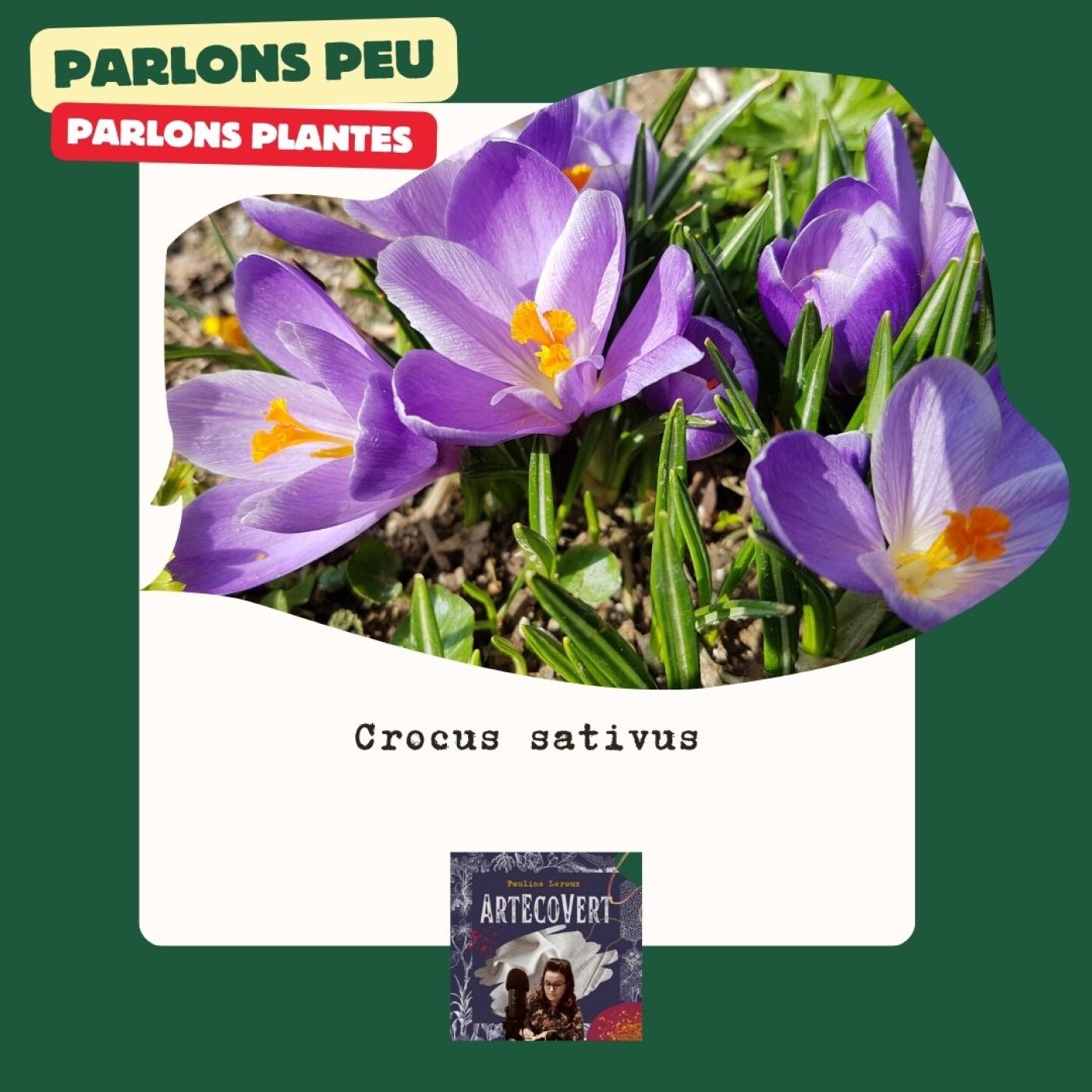 ArtEcoVert La voix de la couleur végétale et des plantes tinctoriales