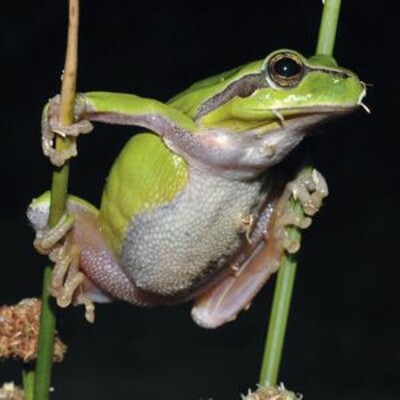 Amours d'anoures : grenouilles, crapauds et compagnie cover