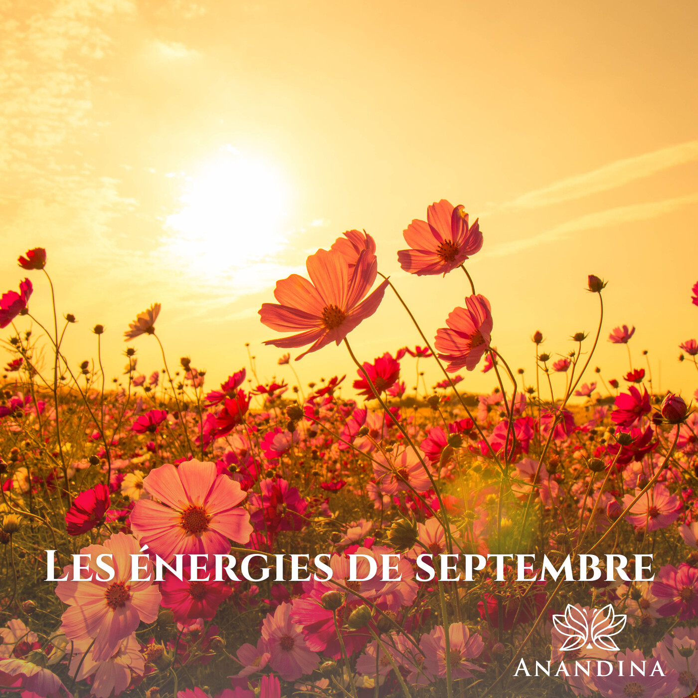 Anandina, Accompagnatrice de potentialités