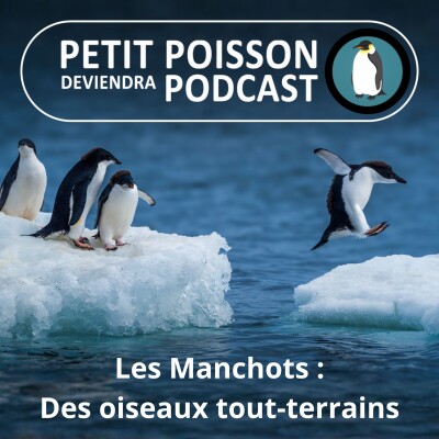 S05E13 Les Manchots : Glace, eau, sel... des oiseaux tout-terrains ! (Mathilde Chevallay) cover