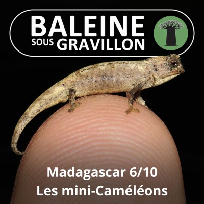 S03E45 Madagascar 6/10 : De la Grenouille dorée aux mini-Caméléons cover