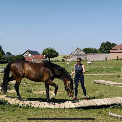 🐎 Dressage • Mountain trail, une chouette expérience ! cover