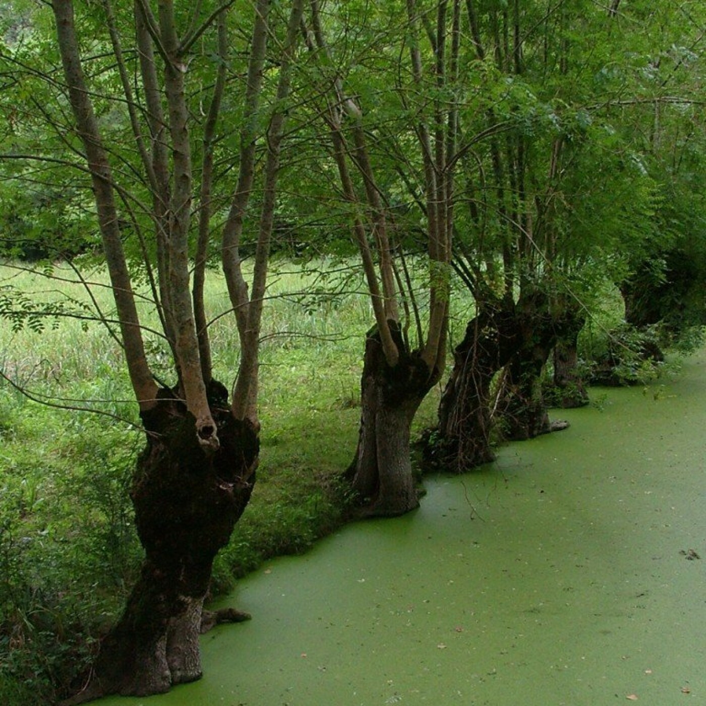 S02E65 Redécouvrir les trognes 4/4 : Des trésors pour la biodiversité (Dominique Mansion, trognologue)
