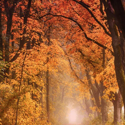 Automne Épanouissant 🍂 10 Actions pour Cultiver la Magie de la Saison cover