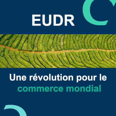 Déforestation : l’EUDR, une révolution pour le commerce international ? cover