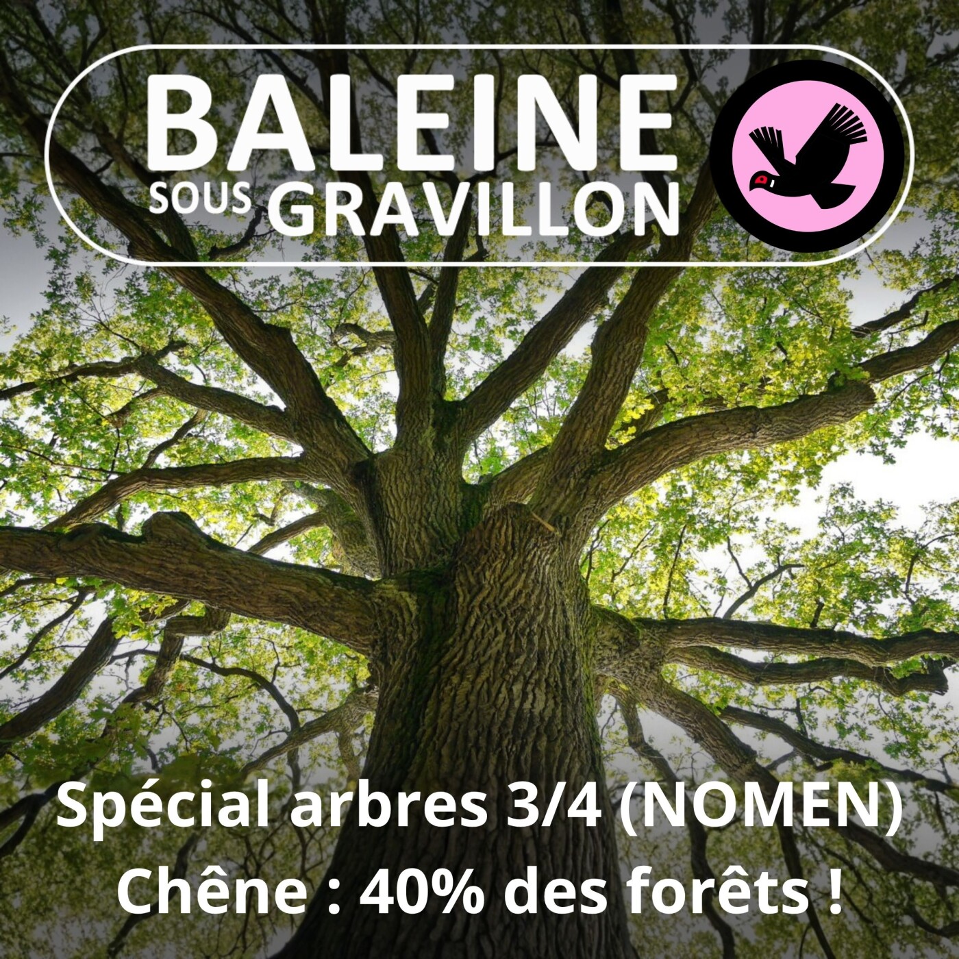 SPÉCIAL ARBRES 3/4 : 40% de chênes dans nos forêts ! (NOMEN)