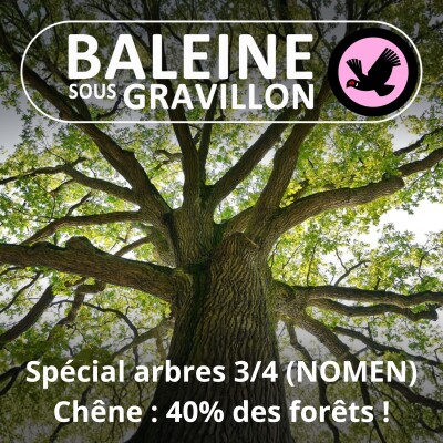 SPÉCIAL ARBRES 3/4 : 40% de chênes dans nos forêts ! (NOMEN) cover