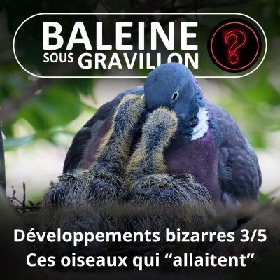 S07E128 Vous avez dit bizarre ? Développement 3/5 : Pigeon, Flamant, Manchot, des oiseaux qui "allaitent" cover