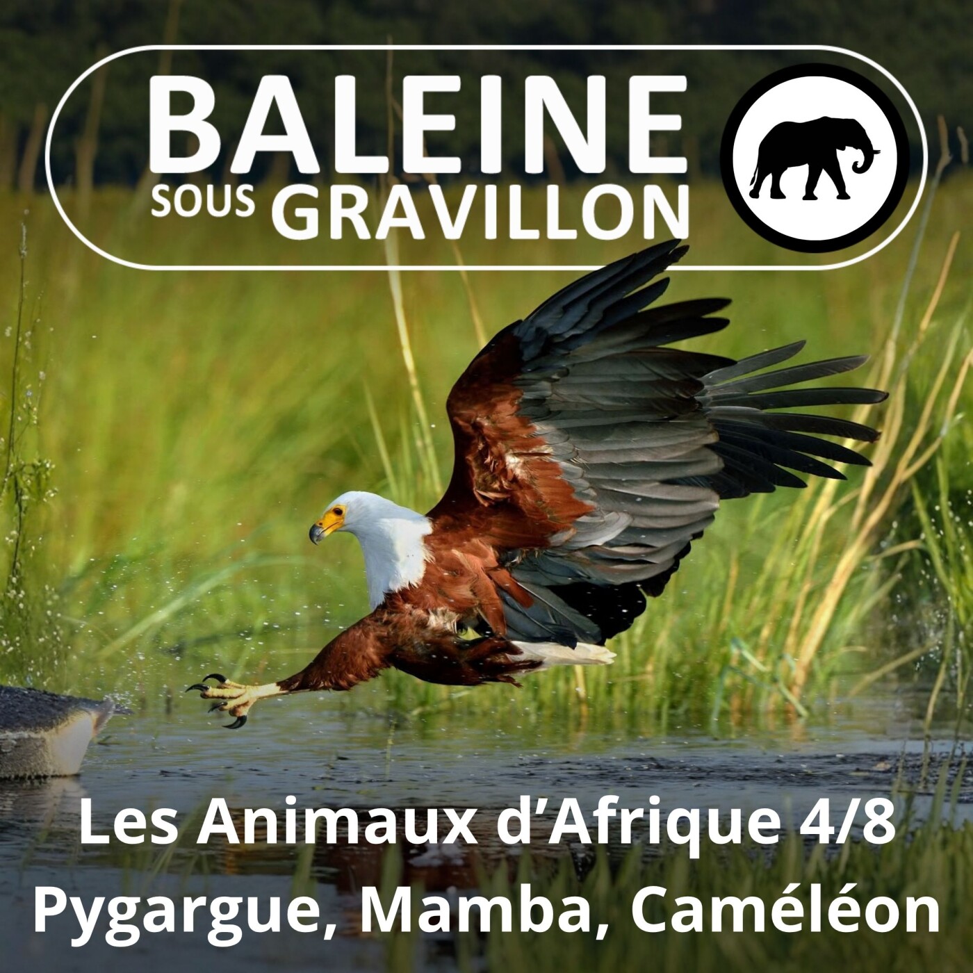 S02E77 Les Animaux d'Afrique 4/8 : Pygargue, Mamba, Caméléon... episode artwork