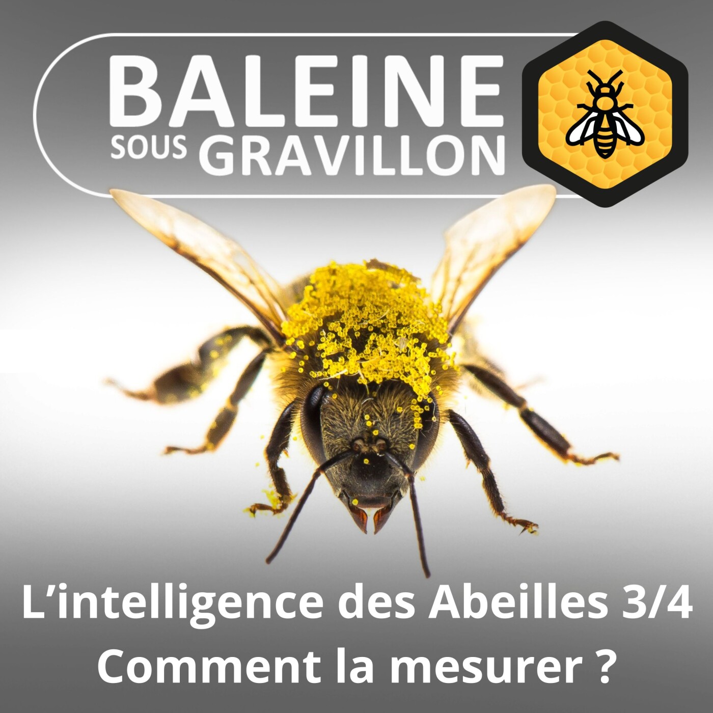 S02E115 L'intelligence des Abeilles 3/4 : Comment la mesurer ? episode artwork