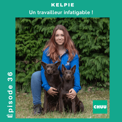 # 36 - KELPIE - Un travailleur infatigable ! cover