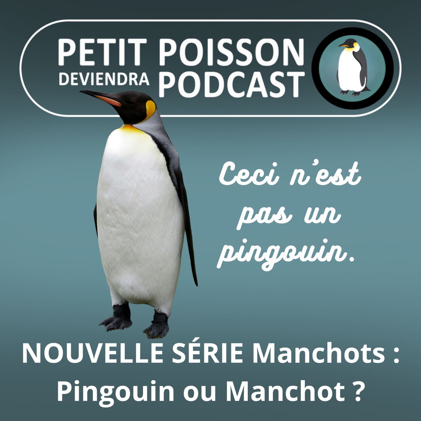 S05E10 NOUVELLE SÉRIE Manchots : Pingouin ou Manchot, quelle différence ? (Mathilde Chevallay)