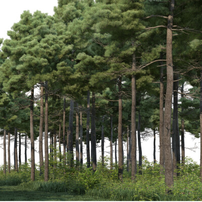 Comment vit une forêt | Les Chouettes Conférences | Ep.2 cover