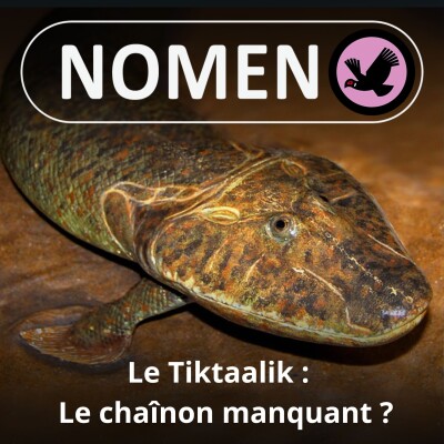 S05E50 Le Tiktaalik : Le chaînon manquant ? cover