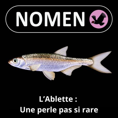 S05E39 L'Ablette : Une perle pas si rare cover