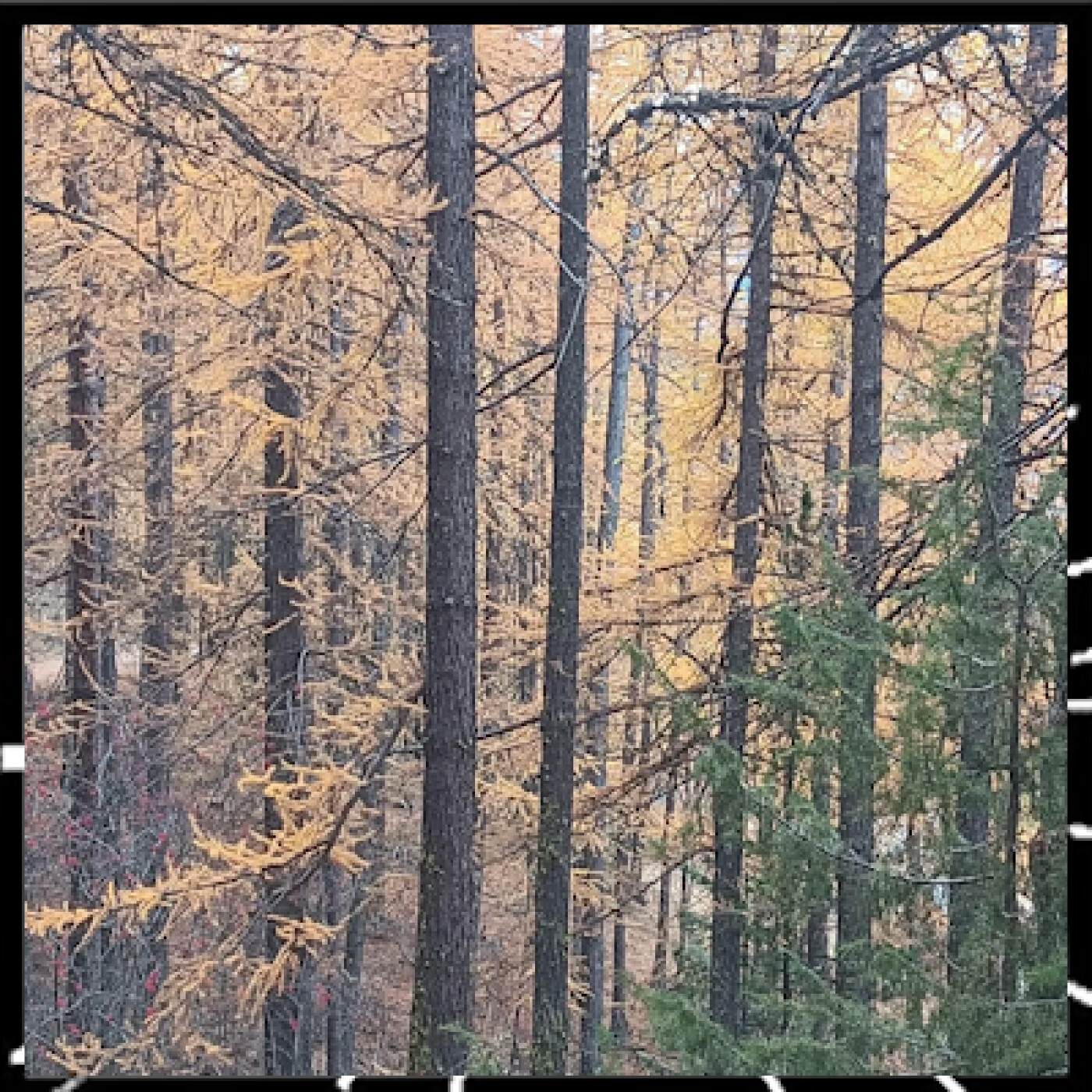 Prendre soin de vous est essentiel épi 5 Méditation olfactive avec Anne Merry