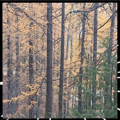 Prendre soin de vous est essentiel épi 5 Méditation olfactive avec Anne Merry cover