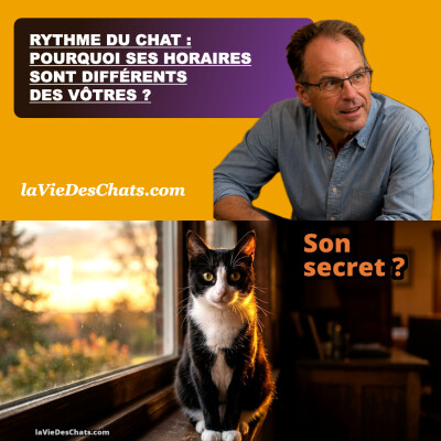 Rythme du chat : pourquoi ses horaires sont différents des vôtres ? cover