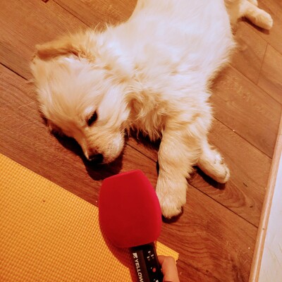 Détendez-vous, faites du Puppy Yoga ! cover